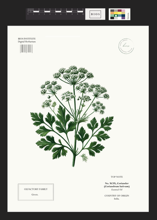 Coriander