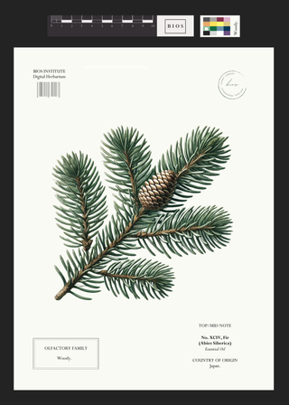Fir