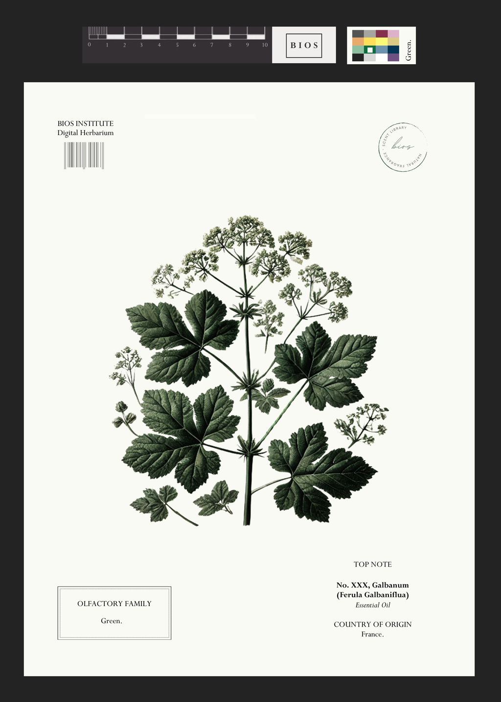 Galbanum – BIOS APOTHECARY
