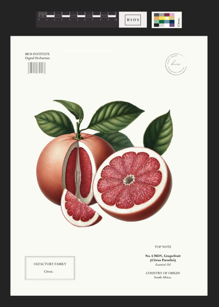 Grapefruit