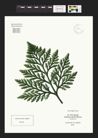 Hinoki