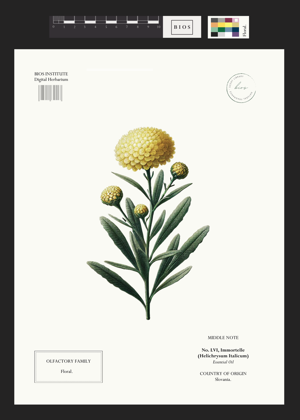 Immortelle – BIOS APOTHECARY