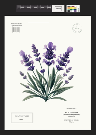 Lavender