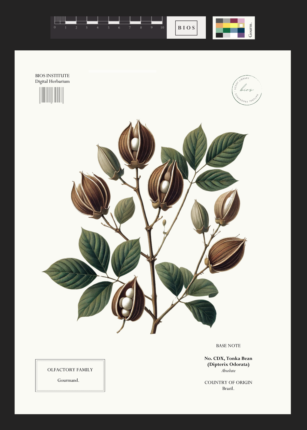 br tobacco and tonka bean Tonka Bean – BIOS APOTHECARY