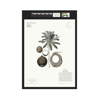 Coconut