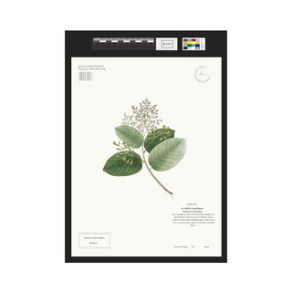 Copal Balsam
