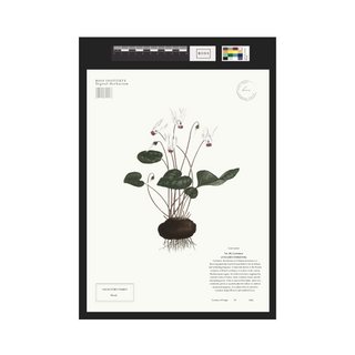 Cyclamen