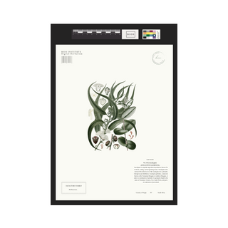 Eucalyptus