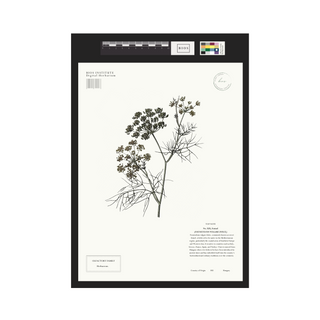 Fennel