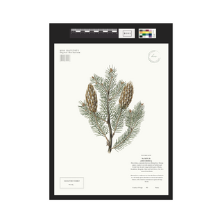 Fir