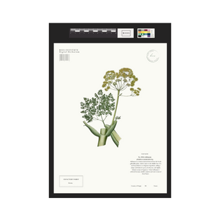 Galbanum