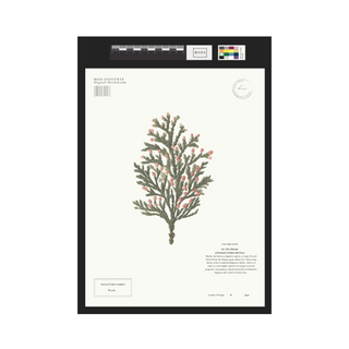 Hinoki