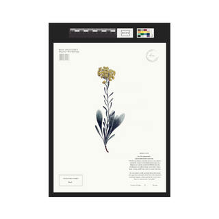 Immortelle