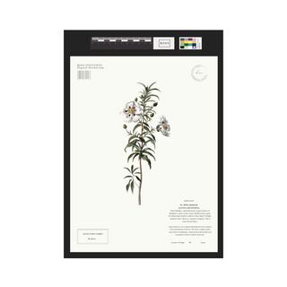 Labdanum