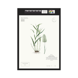 Lemongrass