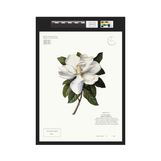 Magnolia