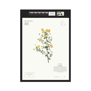 Mimosa