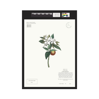 Neroli