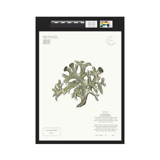 Oakmoss