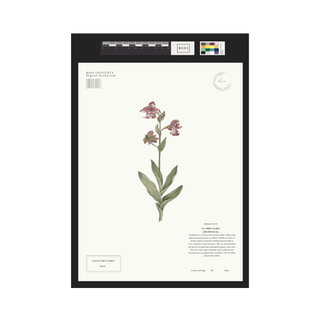 Orchid