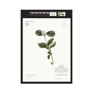 Osmanthus