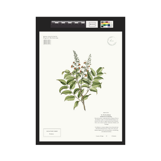 Peru Balsam