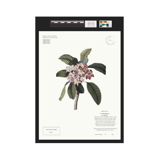 Plumeria