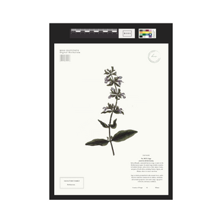 Sage