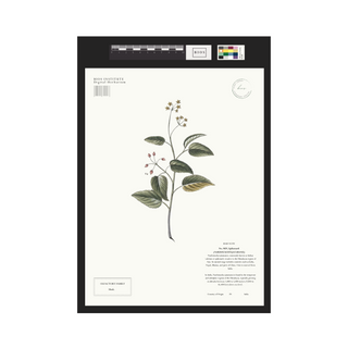 Spikenard