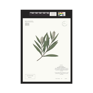 Tea Tree