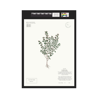 Thyme