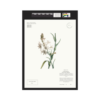 Tuberose