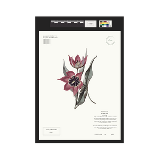 Tulip