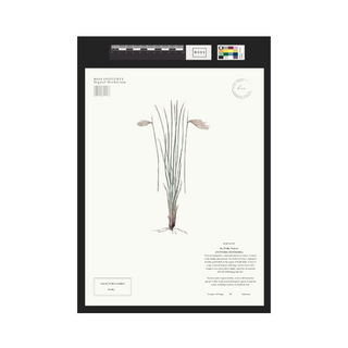 Vetiver
