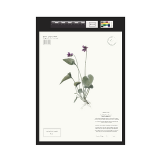 Violet Flower