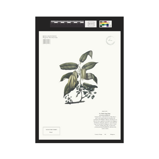 Ylang Ylang