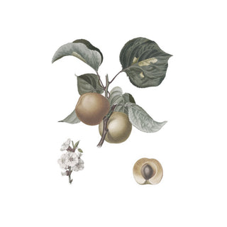 Carrier Oils