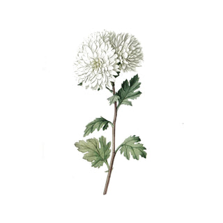 Botanical Hydrosols