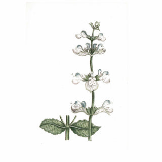 Essential Oils