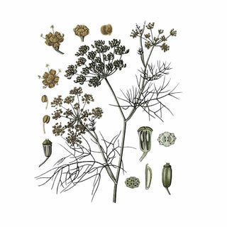 Fennel