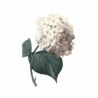 Hydrangea