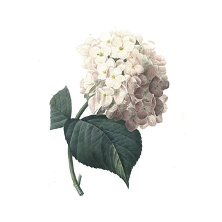 Dried Flowers