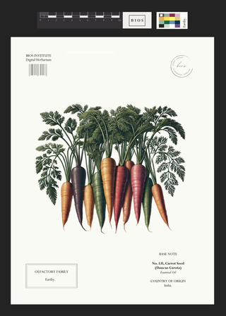 Carrot Seed