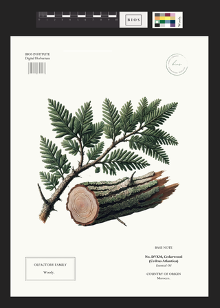Cedarwood