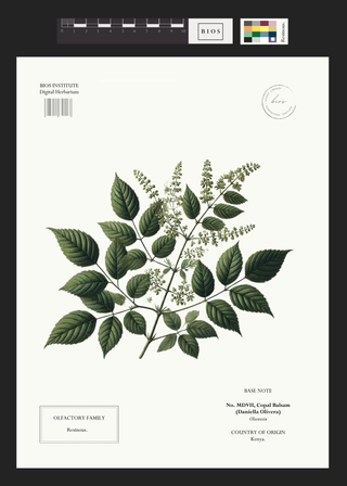 Copal Balsam