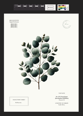Eucalyptus