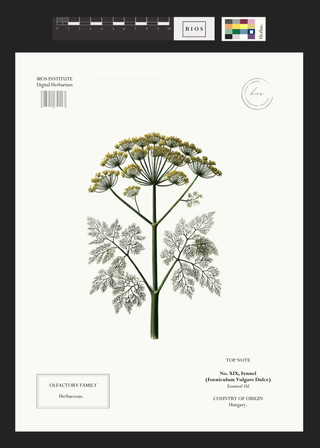 Fennel