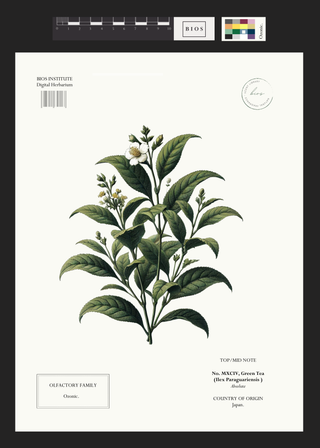 Green Tea