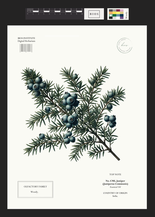 Juniper