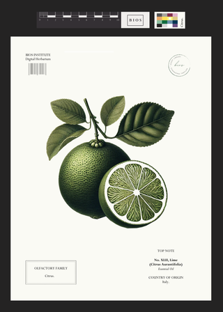 Lime